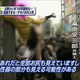 Image for article titled Tokyo's Geek Mecca Bounces Back From Deadly Stabbing